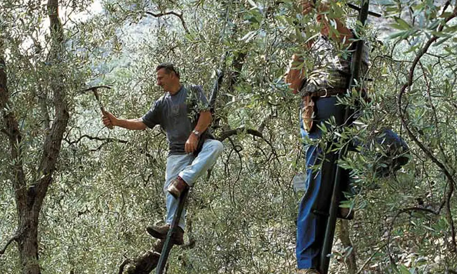 latteria-turnaria-lavori-oliveto-01